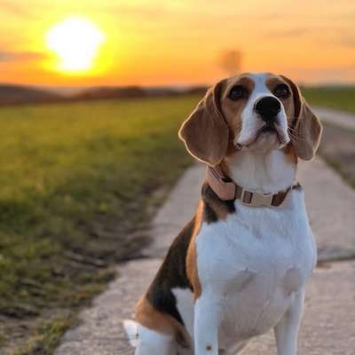 Hundetreffen-Spieltreffen und Gassirunden-Bild