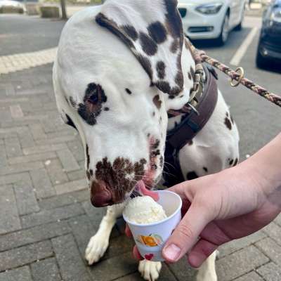 Hundetreffen-Hunde-Mensch-Duos für gemeinsame Aktivitäten 🐾-Bild