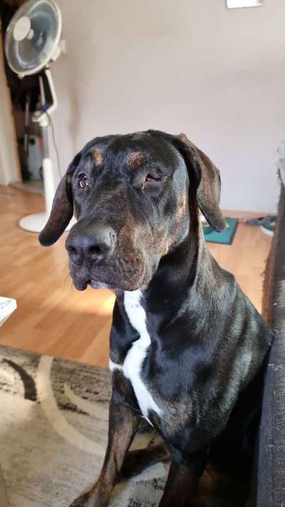 Zeigt her eure Junghunde :)-Beitrag-Bild