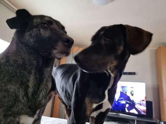 BIG LOVE :) mit 2 Hunden❣️-Beitrag-Bild