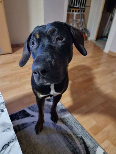 Hunde mit Behinderung-Beitrag-Bild