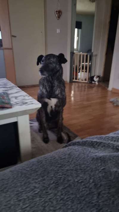 Mischlinge raten - Rätselspaß-Beitrag-Bild