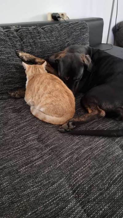 TierschutzhundeStammtisch🐕-Beitrag-Bild