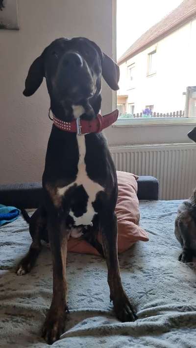 Hund aus dem Spanischen Tierschutz-Beitrag-Bild