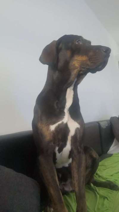 Was haben eure Hunde schon gefressen oder zerstört ?-Beitrag-Bild