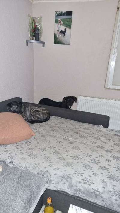 Bild wo euer Hund quatsch macht-Beitrag-Bild