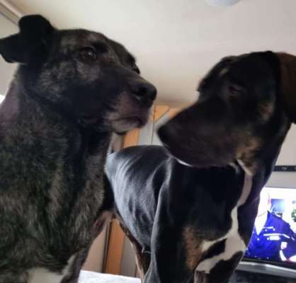 Zeigt mir die tollste Nahaufnahme von eurer Fellnase-Beitrag-Bild