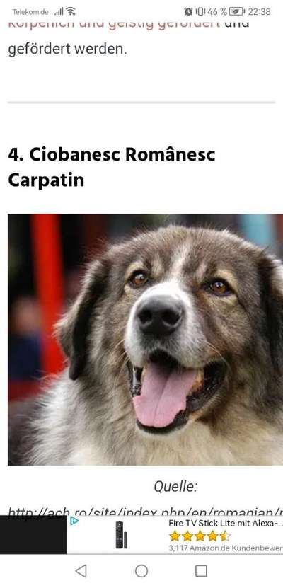 TierschutzhundeStammtisch🐕-Beitrag-Bild