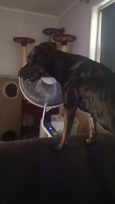 Bardino-Beitrag-Bild