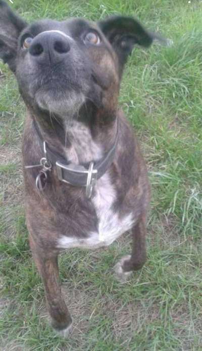 Mischlinge raten - Rätselspaß-Beitrag-Bild