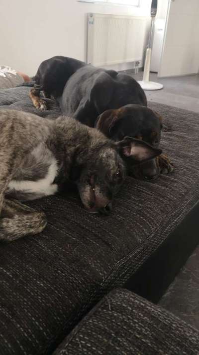 98.Fotochallange  - Hunde zeigen Zuneigung-Beitrag-Bild