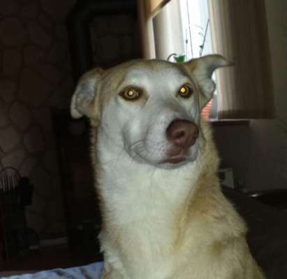 Mischlinge raten - Rätselspaß-Beitrag-Bild