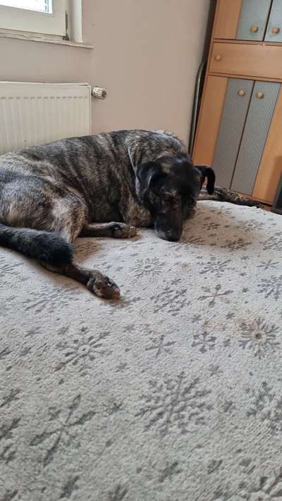 Welche Hunderasse-Beitrag-Bild