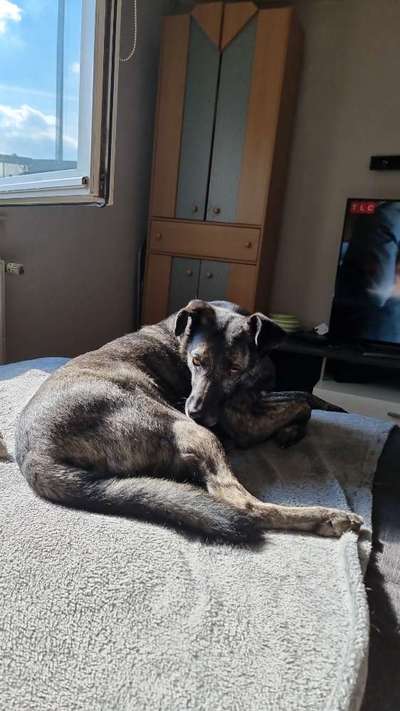 Auslandstierschutz-Beitrag-Bild