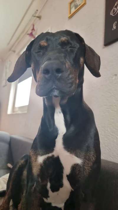 Welche Hunderasse-Beitrag-Bild