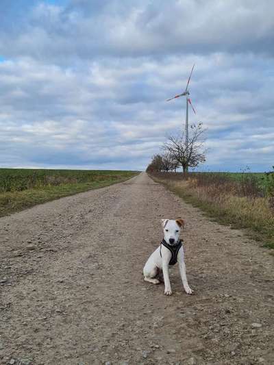 Hundetreffen-Junghundespazi in Bernau und Umgebung-Bild