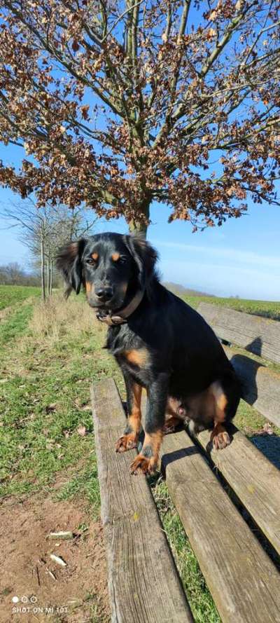 Fotochallenge No. 26                                     Wald und Wiese-Beitrag-Bild