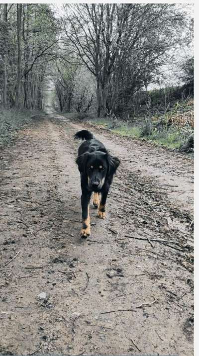 Die Dogorama Kalender Challenge 4/4-Beitrag-Bild