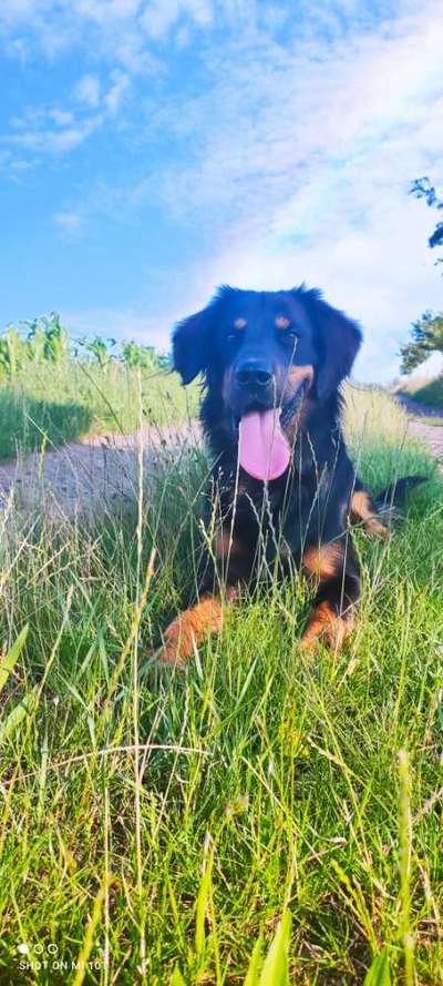 Die Dogorama Kalender Challenge 4/4-Beitrag-Bild