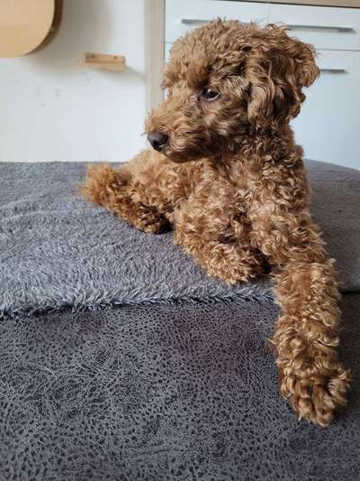 Doppelgänger gesucht !-Beitrag-Bild