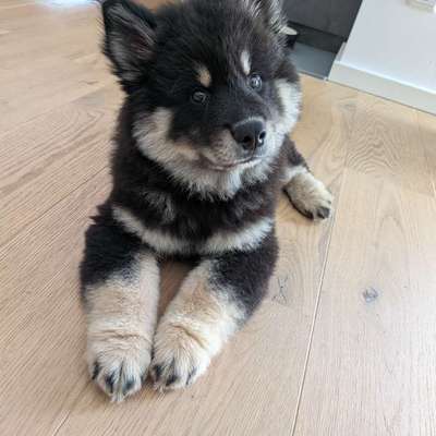 Hundetreffen-Souveräner Althund für ruhige kurze Spaziergänge mit Eurasier-Welpe (10 Wochen) gesucht-Bild