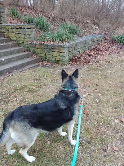 Auslandstierschutz-Beitrag-Bild