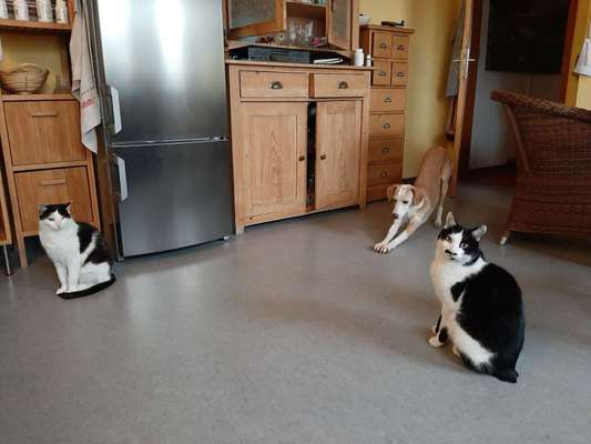 Katz und Hund-Beitrag-Bild