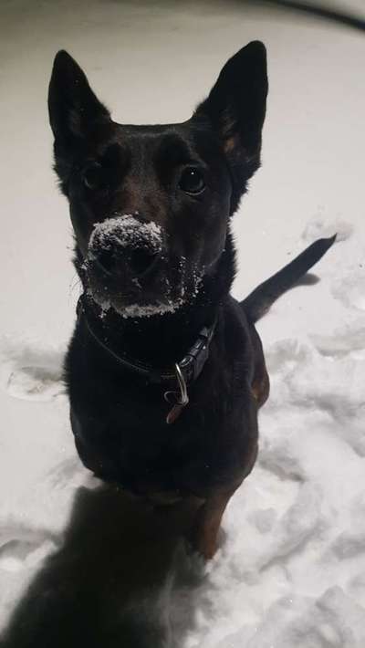 Malinois-Beitrag-Bild