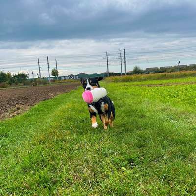 Hundetreffen-Social Walk & Begegnungstraining-Bild