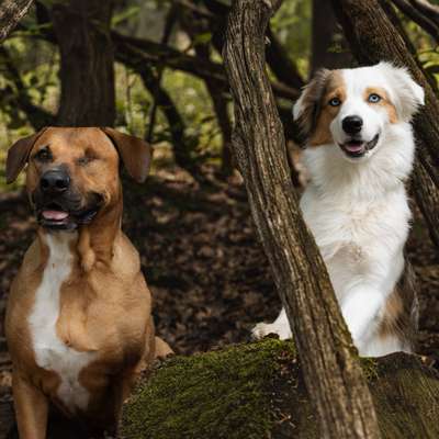 Hundetreffen-Begegnungstraining Witzenhausen und Umgebung