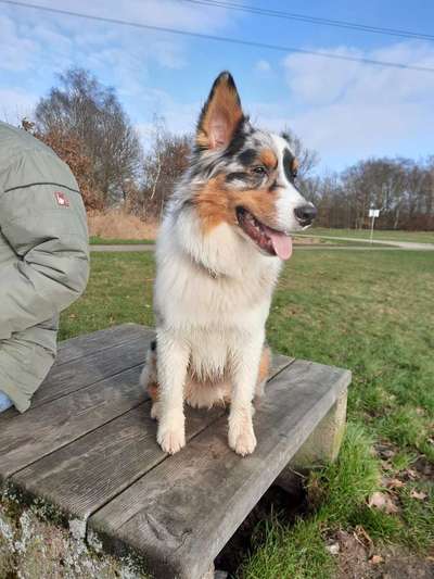 Welpenfotos-Beitrag-Bild