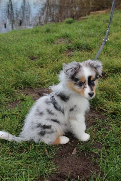 Welpenfotos-Beitrag-Bild