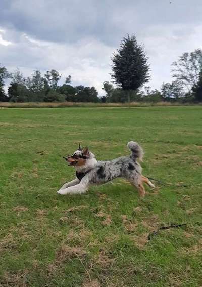 Fotochallenge 66 ~ Rennaction -Zeig deinen Hund im Lauf-Beitrag-Bild