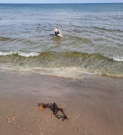 Dogorama Photo Challenge - Tierischer Urlaub-Beitrag-Bild