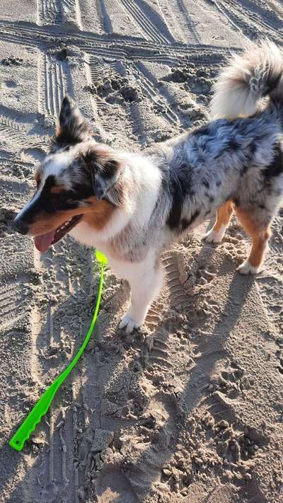 Postet das beste Foto von euren 4 beinern-Beitrag-Bild