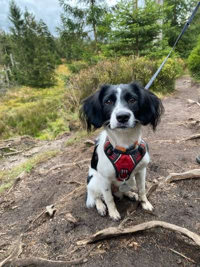 Hundetreffen-Junghundetreffen / Spaziergang-Bild