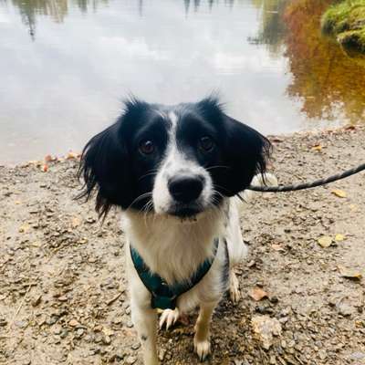 Hundetreffen-Gemeinsame Spaziergänge ohne und mit Kontakt-Bild