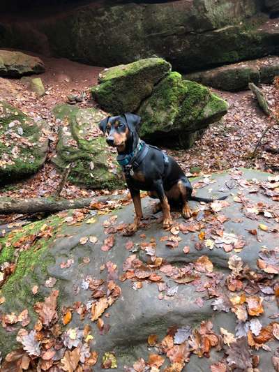 Hundetreffen-Gemeinsam Gassi gehen im Waldpark oder Neckarwiesen-Bild