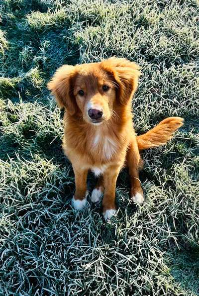 Nova Scotia Duck Tolling Retriever-Beitrag-Bild
