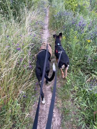 Hundetreffen-Social Walk/Wanderungen-Bild