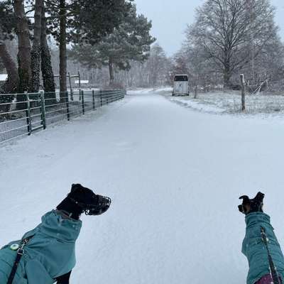 Hundetreffen-Social Walk / Gassi-Bild