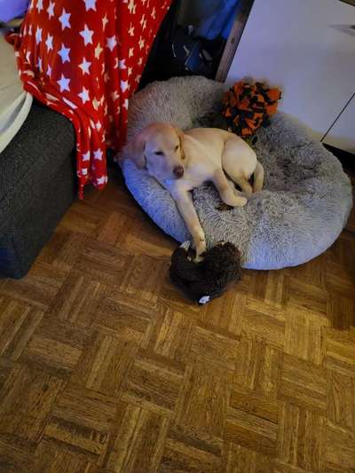 Dogorama Photo Challenge - Lieblingsspielzeug!-Beitrag-Bild