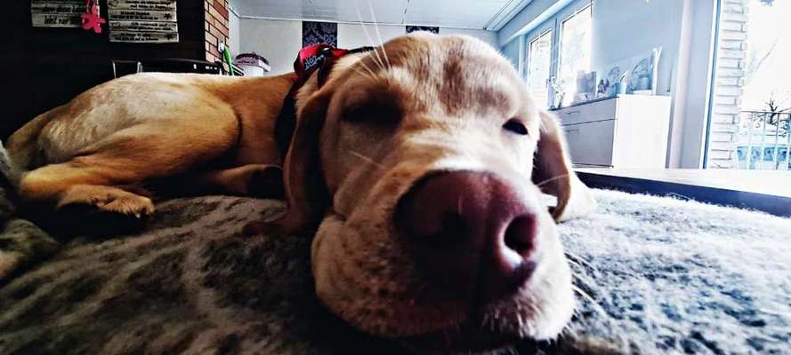 Dogorama Photo Challenge - Hundeblick zum hinschmelzen-Beitrag-Bild