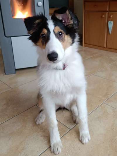 Hundetreffen-Spielkameraden gesucht-Bild