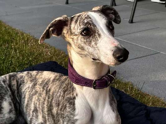 Windhunde - Treffen der besonderen Schönheiten
HERZLICH WILLKOMMEN-Beitrag-Bild