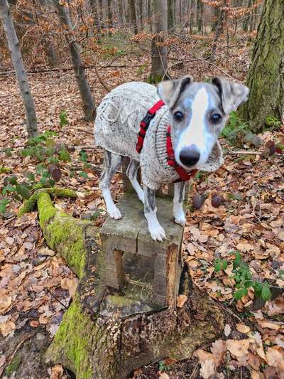 Hundetreffen-Treffen für Junghunde zum Toben und Lernen-Bild