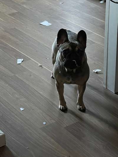 Chaos in der Bude-Beitrag-Bild