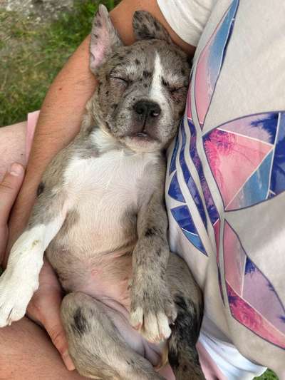 Gordon Setter-Beitrag-Bild