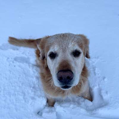 Hundetreffen-Spieltreffen in Mauritz & Umgebung-Bild