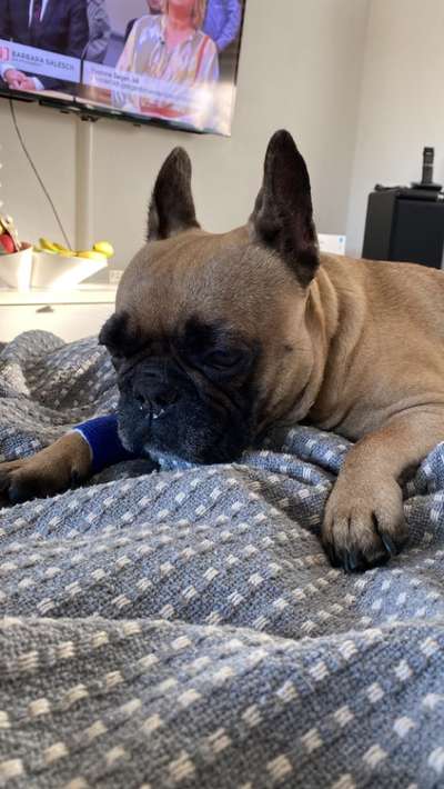 Französische Bulldoggen-Beitrag-Bild